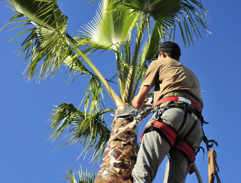 What Are the Best Tools to Trim Palm Trees?