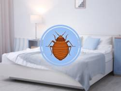 Can Bed Bugs Live in Tempurpedic Mattresses?
