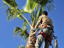 What Are the Best Tools to Trim Palm Trees?