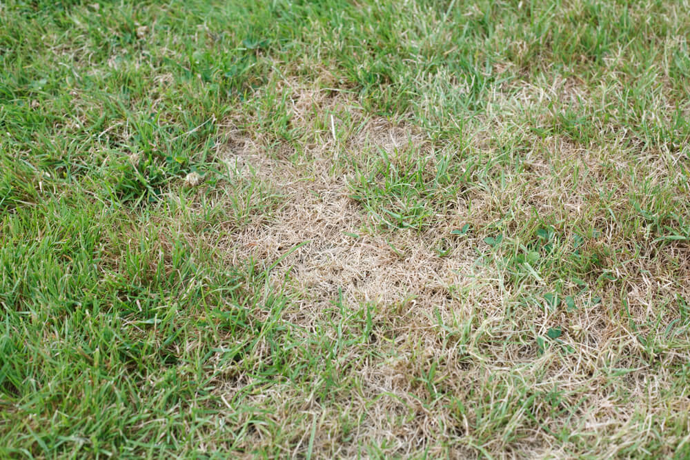 Can’t Grow Grass in My Backyard—What to Do?