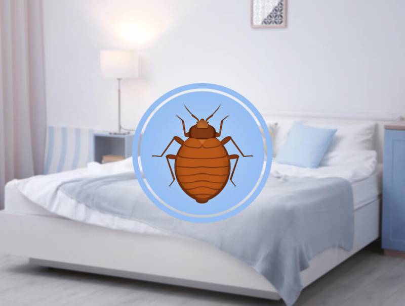 Can Bed Bugs Live in Tempurpedic Mattresses?