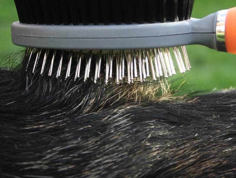 What Is a Pin Brush for Dog Grooming?