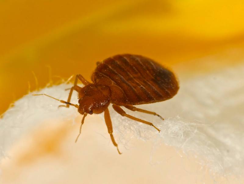 What does pest control do for bed bugs